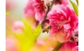 桃花都快開了 你還宅在家里嗎？